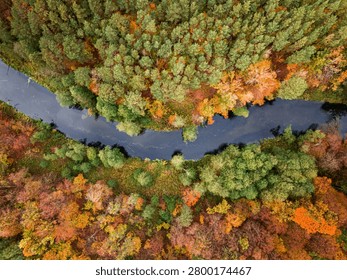 Top down view of forest and river in fall. Aerial view of wildlife. Nature in Poland, Europe.