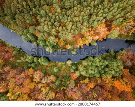 Top down view of forest and river in fall. Aerial view of wildlife. Nature in Poland, Europe.