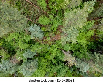 Top Down View Of Forest Trees In Spearfish Canyon SD