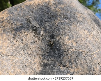 A top down view of a frog on a rock.