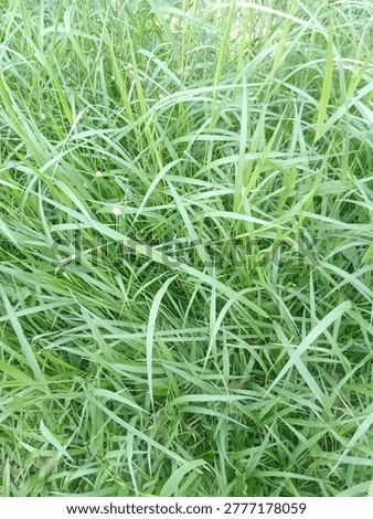 Top down view of green grass texture, natural lawn background, bright sun lightning