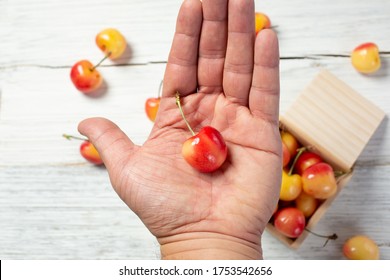 A Top Down View Of A Hand Holding One Rainier Cherry.