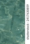 Top down view of long needlefish long tom in shallow crystal clear water of Raja Ampat, West Papua, Indonesia