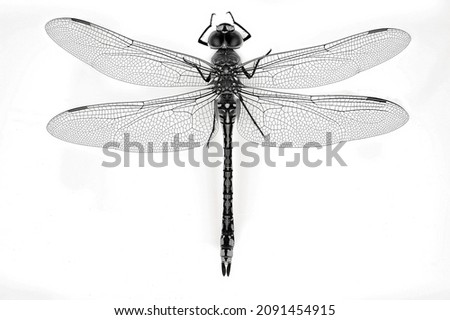 Top down view in macro of a dragonfly isolated against a white background