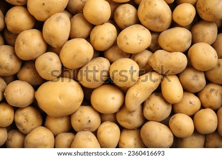Top down view of many organic, freshly dug potatoes. Agricultural background texture