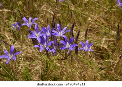 Top down view of many small purple wildflowers, most likely Brodiaeas (Genus Brodiaea), growing in a meadow on a sunny day. 