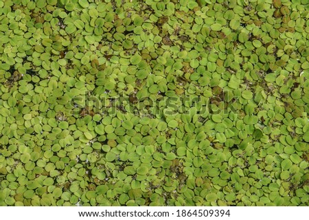 Top down view of many small green textured leaves of unidentified aquatic plant in a garden pond in Florida
