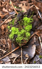 Top down view of moss growing on a tree stump, sticking out of the forest floor.
