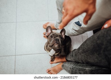 Top Down View On French Bulldog Sitting Next To Human Feet On Floor