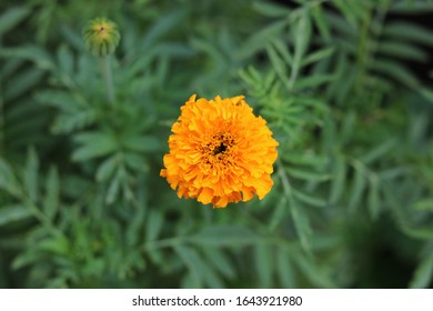 Top down view of an orange marigold flower, crackerjack variety - Shutterstock ID 1643921980