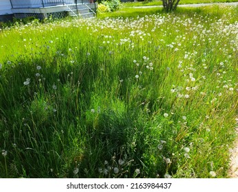 A Top Down View Of An Overgrown Lawn That Hasn't Been Mowed.