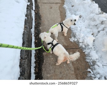 A top down view of a pair of west highland terrier dogs standing on a sidewalk with a cement wall and snowbank on either side of them.