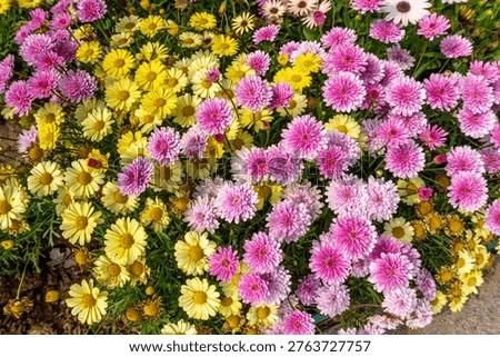 A top down view of a patch of hybrid pink African daisy flowers.