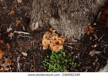Top down view of Podoscypha petalodes wood-rotting fungus or wine glass fungus or ruffled paper fungus showing root rot disease on decaying wood at the base of the tree on a Fall day. 