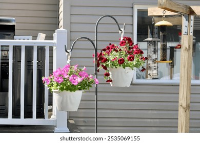 The top down view of purple petunia flowers. - Powered by Shutterstock