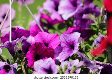 The top down view of purple petunia flowers. - Powered by Shutterstock