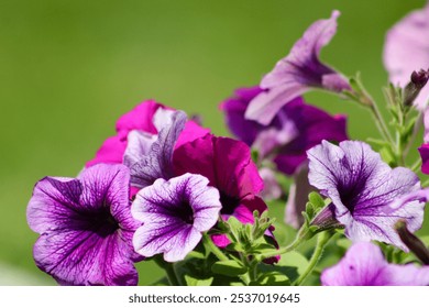 The top down view of purple petunia flowers. - Powered by Shutterstock