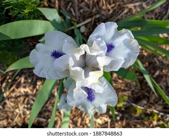 Top Down View Of The Radial Symmetry Of A Bluebeards Ghost Dwarf Iris Flower With White And Lavender Petals Centered Over Green Leaves On A Neutral Brown Bokeh Background