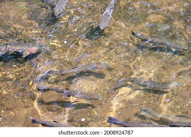 Top Down View School Rainbow Trout Stock Photo 2008924787 | Shutterstock