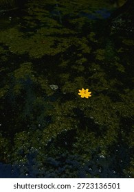 Top down view of a single bright yellow flower floating on a dark, mysterious pond covered in green algae and moss. A powerful artistic representation of resilience, beauty in darkness, and nature's contrast. High quality cinematic photography ideal for conceptual projects, environmental themes, and zen meditation backgrounds.
