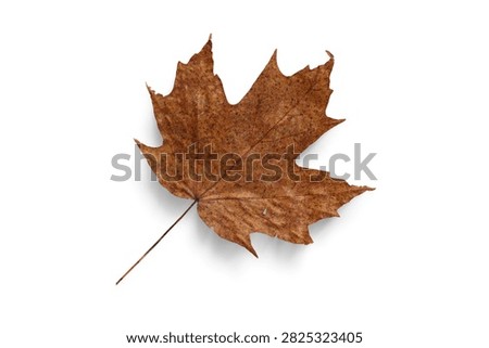 A top down view of a single dried brown maple leaf with visible texture and veins isolated on a clean white background