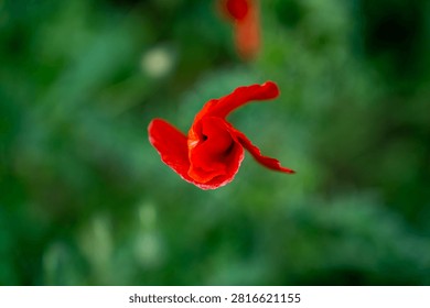 Top down view of a single red poppy flower blooming in a field with a soft focus green vegetation background.