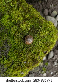 Top down view of a small brown land snail shell on a thick green moss texture. Macro shot of a single round snail shell surrounded by fresh vibrant moss on a rock.
