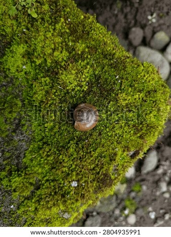 Top down view of a small brown land snail shell on a thick green moss texture. Macro shot of a single round snail shell surrounded by fresh vibrant moss on a rock.