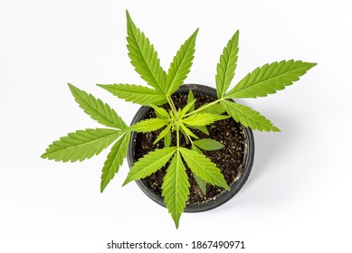 Top Down View To Small Green Marijuana Plant Growing On Pot