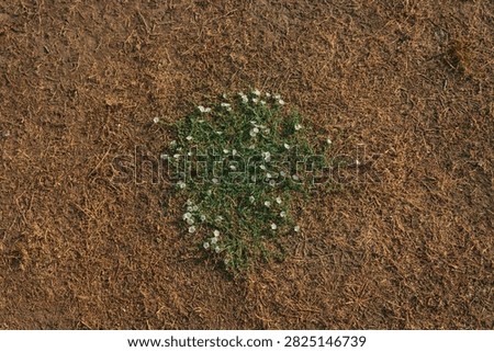 Top down view of a small isolated patch of vibrant green weeds with tiny white flowers growing in the center of dry, dead brown grass