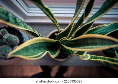 Top Down View Of Snake Plant In Marble Window Sill As Home Decor