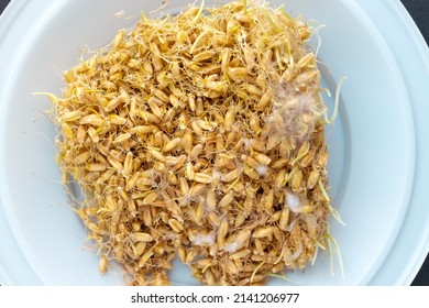 958 Moldy seeds Images, Stock Photos & Vectors | Shutterstock