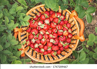 Top Down View Of Strawberries Inside Wicker Basket, In The Garden.