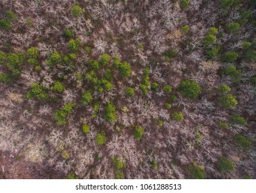 Top down view of trees