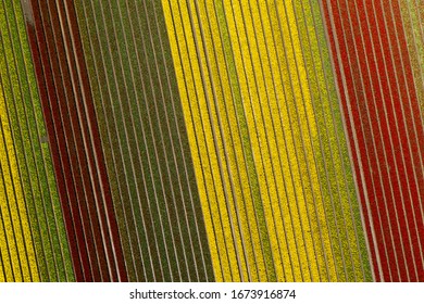 Top Down View Of A Tulip Field