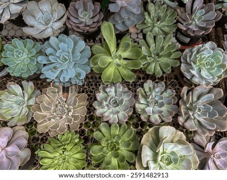 Top down view of a vibrant array of diverse succulent plants in different shades of green and purple, displaying a diverse collection in a garden or nursery.