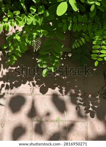 Top down view of vibrant green compound leaves casting natural shadows and patterns on a reddish paved brick ground, sunny day, abstract nature background.