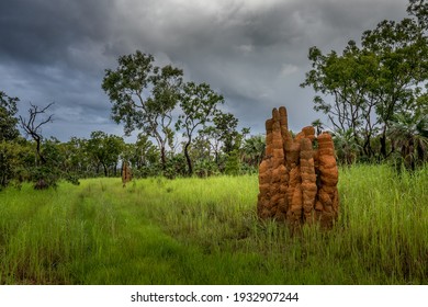 Top End Termite Mound Northern Territory