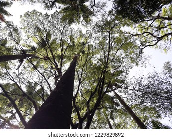 top of the forest tree