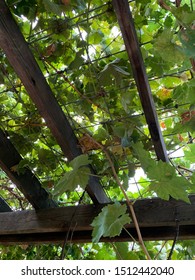 Top Of Grape Arbor With Slatted Roof