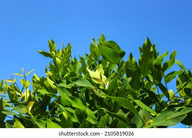 the top of Green water apple tree leaves with blue sky background