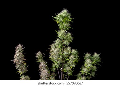 Top Half Mature Female Cannabis Plant On Black Background.