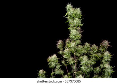 Top Half Mature Female Cannabis Plant On Black Background.