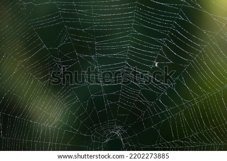 Top half of an Orbweaver spider web covered in dew on an early autumn morning macrophotography. 