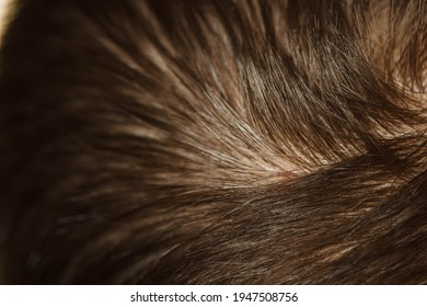 Top Of The Head, Dark Hair. Shampoo, Oils, Hair Styling. Macro Photo. Loupe Split Ends