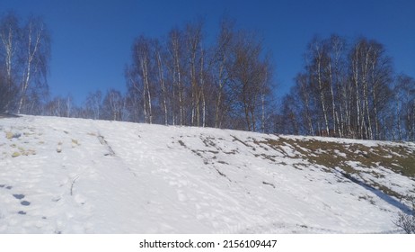 At the top of the hill, covered with snow, stands a birch grove. In spring, the snow on the slope thaws, warmed by the sun's rays. The weather is clear and the blue sky is cloudless