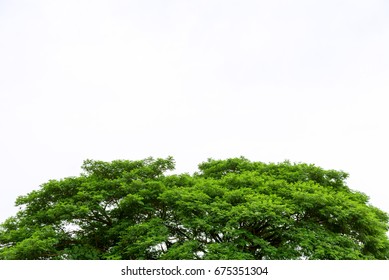 Top Of The Isolated Tree