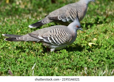 Top Knot Pigeon Close Up