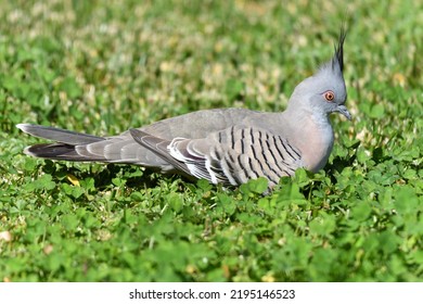 Top Knot Pigeon Close Up