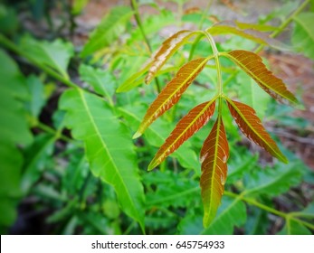 Top Leaf Of Quinine Tree. 